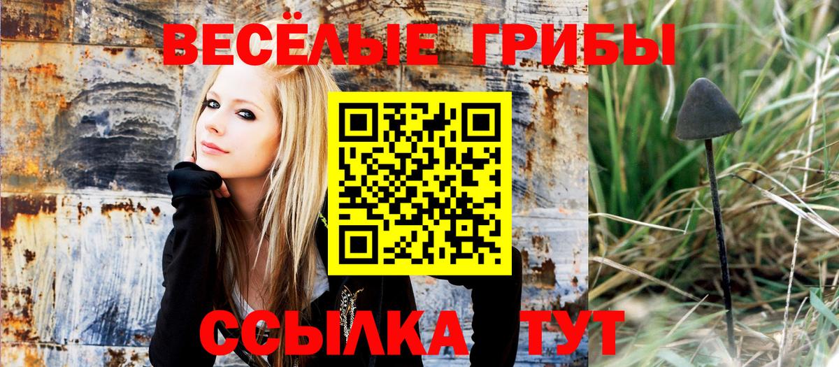 Галлюциногенные грибы Psilocybe Щёлково